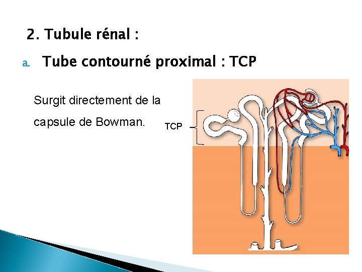 2. Tubule rénal : a. Tube contourné proximal : TCP Surgit directement de la
