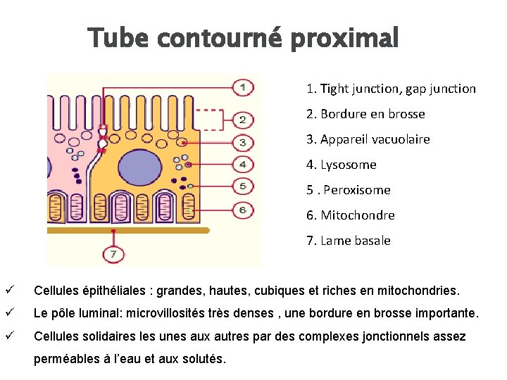 Tube contourné proximal 1. Tight junction, gap junction 2. Bordure en brosse 3. Appareil