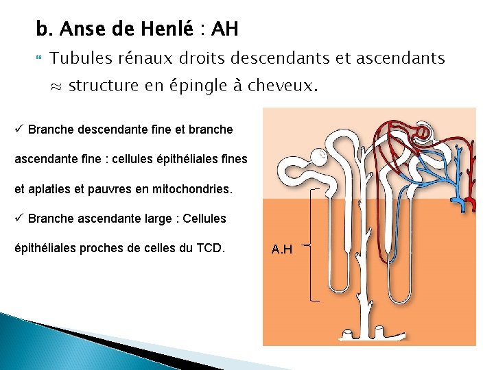 b. Anse de Henlé : AH Tubules rénaux droits descendants et ascendants ≈ structure