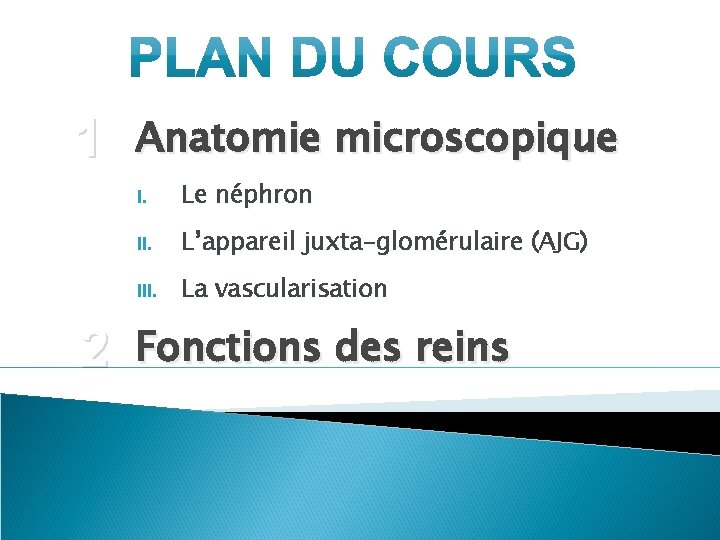 1 2 Anatomie microscopique I. Le néphron II. L’appareil juxta-glomérulaire (AJG) III. La vascularisation