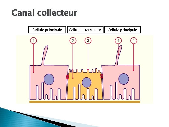 Canal collecteur Cellule principale Cellule intercalaire Cellule principale 