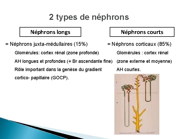 2 types de néphrons Néphrons longs = Néphrons juxta-médullaires (15%) Glomérules: cortex rénal (zone