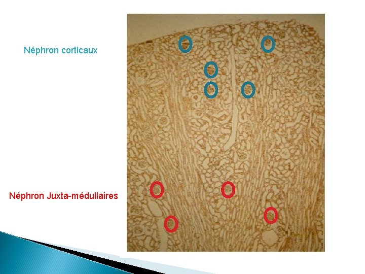 Néphron corticaux Néphron Juxta-médullaires 