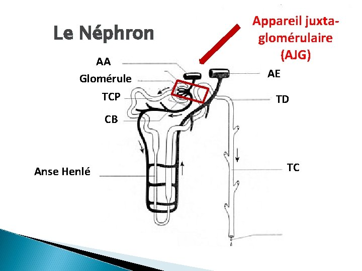 Le Néphron AA Glomérule TCP Appareil juxtaglomérulaire (AJG) AE TD CB Anse Henlé TC