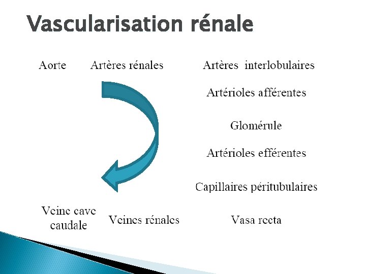 Vascularisation rénale 