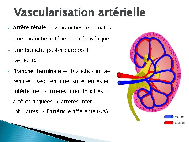 Vascularisation artérielle § Artère rénale → 2 branches terminales - Une branche antérieure pré-pyélique