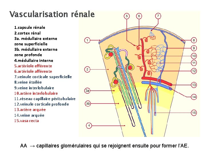 Vascularisation rénale 1. capsule rénale 2. cortex rénal 3 a. médullaire externe zone superficielle