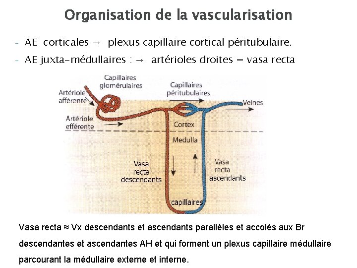 Organisation de la vascularisation - AE corticales → plexus capillaire cortical péritubulaire. - AE