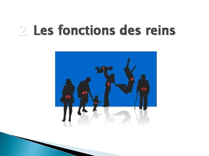 2 Les fonctions des reins 