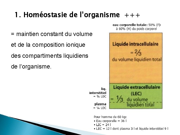 1. Homéostasie de l’organisme +++ = maintien constant du volume et de la composition