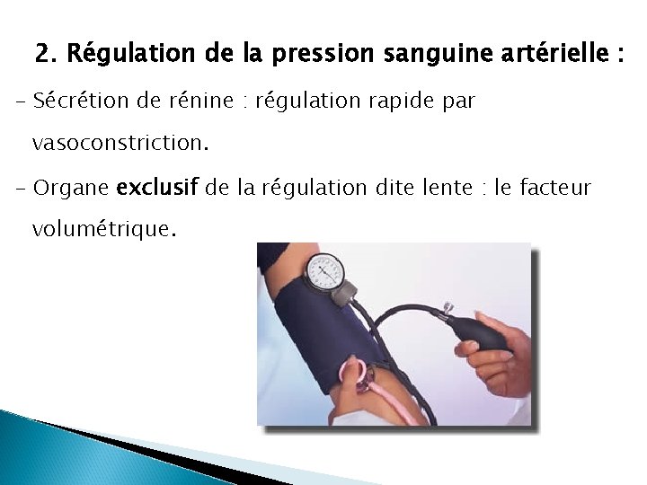 2. Régulation de la pression sanguine artérielle : - Sécrétion de rénine : régulation