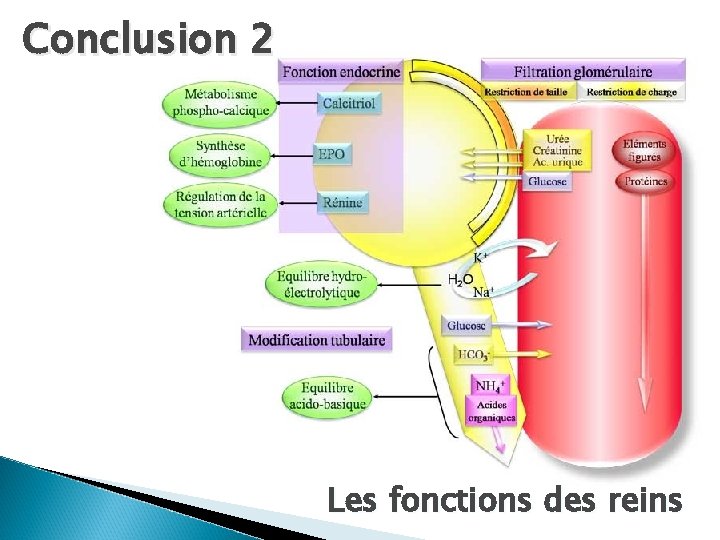 Conclusion 2 Les fonctions des reins 