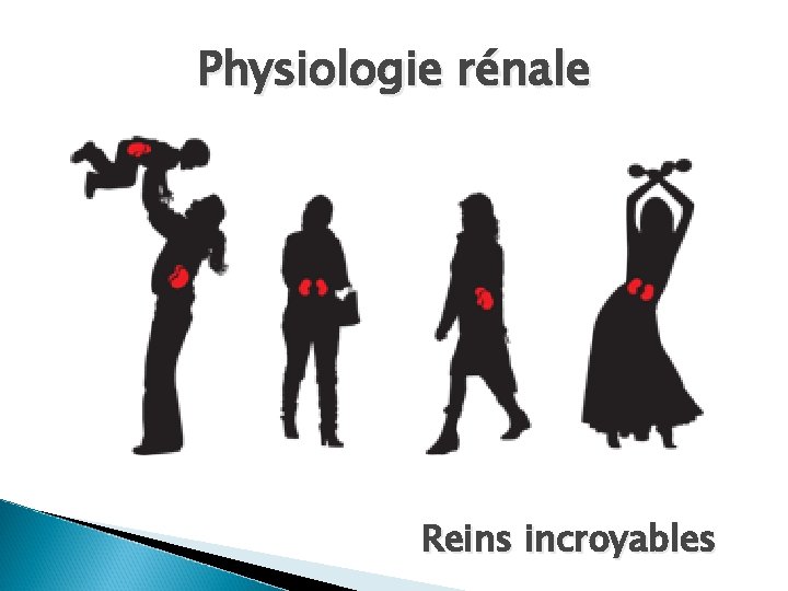 Physiologie rénale Reins incroyables 