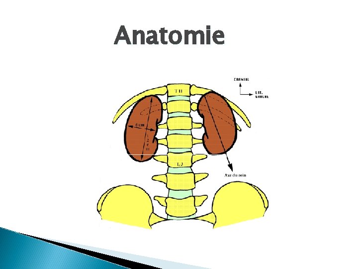 Anatomie 