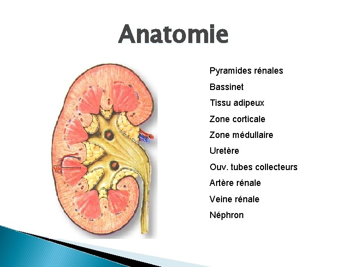 Anatomie Pyramides rénales Bassinet Tissu adipeux Zone corticale Zone médullaire Uretère Ouv. tubes collecteurs