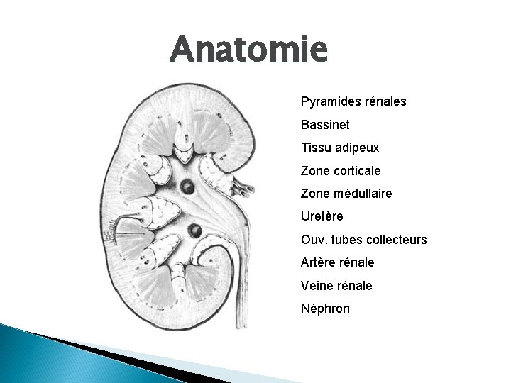 Anatomie Pyramides rénales Bassinet Tissu adipeux Zone corticale Zone médullaire Uretère Ouv. tubes collecteurs