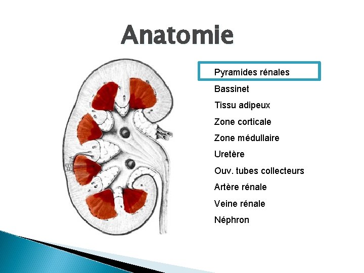 Anatomie Pyramides rénales Bassinet Tissu adipeux Zone corticale Zone médullaire Uretère Ouv. tubes collecteurs