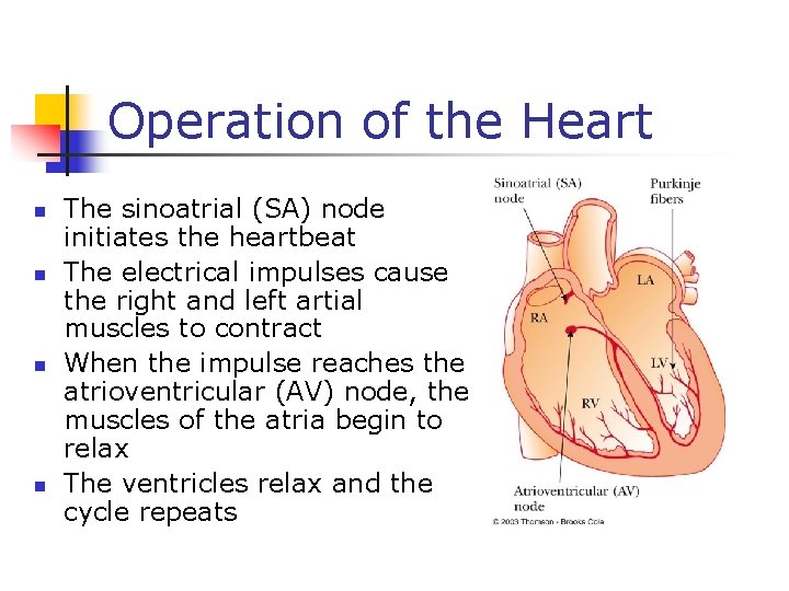 Operation of the Heart n n The sinoatrial (SA) node initiates the heartbeat The
