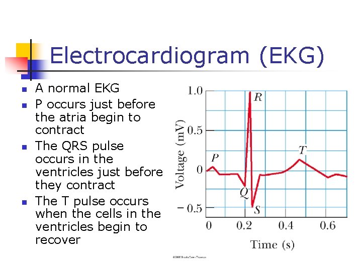 Electrocardiogram (EKG) n n A normal EKG P occurs just before the atria begin