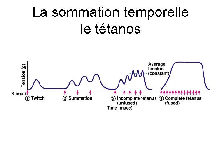 La sommation temporelle le tétanos 