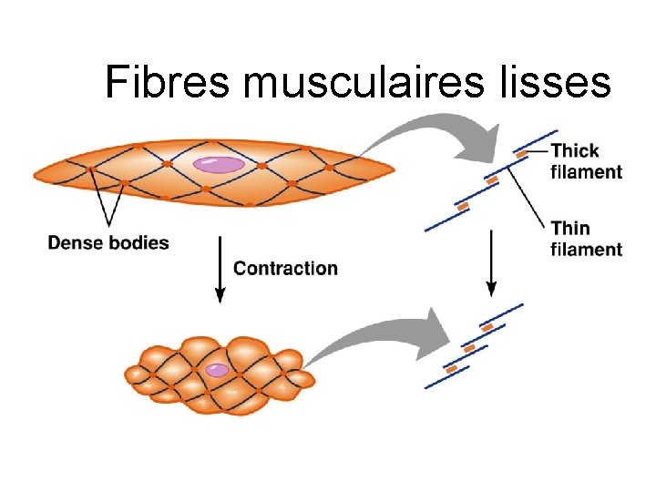 Fibres musculaires lisses 