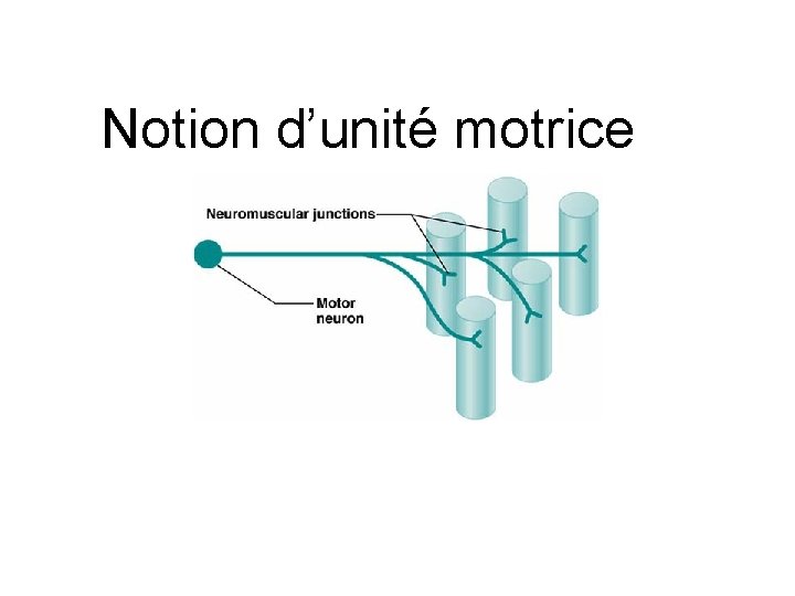 Notion d’unité motrice 