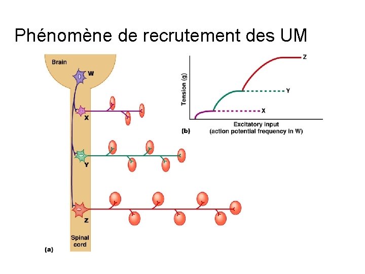 Phénomène de recrutement des UM 