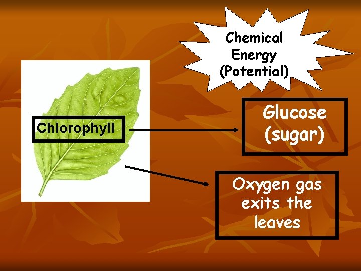 Chemical Energy (Potential) Chlorophyll Glucose (sugar) Oxygen gas exits the leaves 