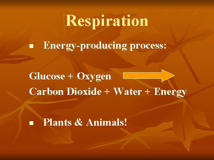 Respiration n Energy-producing process: Glucose + Oxygen Carbon Dioxide + Water + Energy n