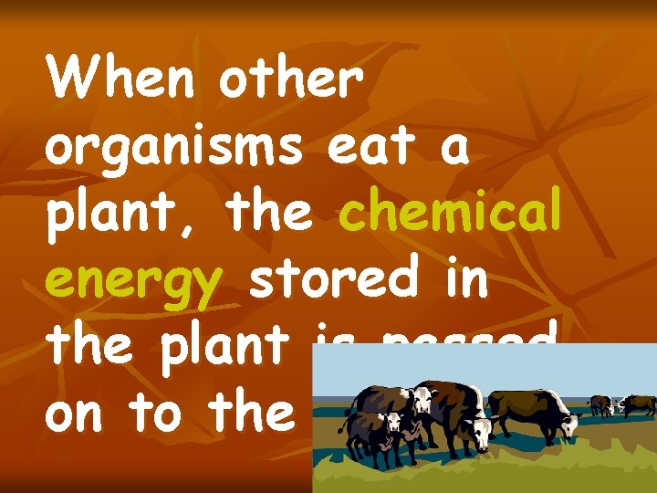 When other organisms eat a plant, the chemical energy stored in the plant is