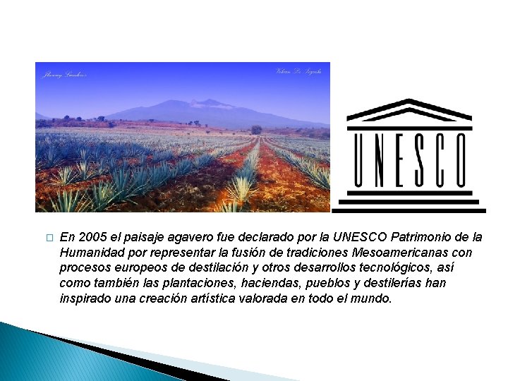 � En 2005 el paisaje agavero fue declarado por la UNESCO Patrimonio de la