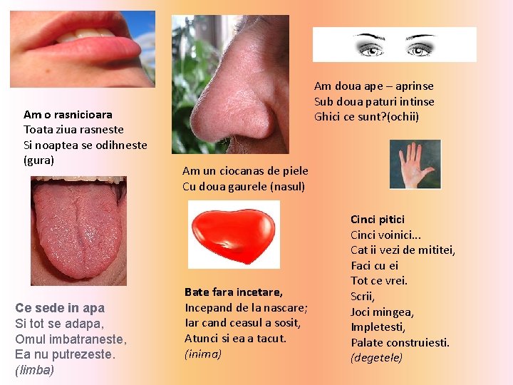 Am o rasnicioara Toata ziua rasneste Si noaptea se odihneste (gura) Ce sede in