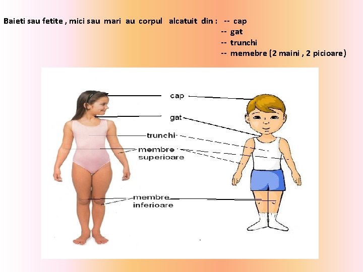 Baieti sau fetite , mici sau mari au corpul alcatuit din : -- cap