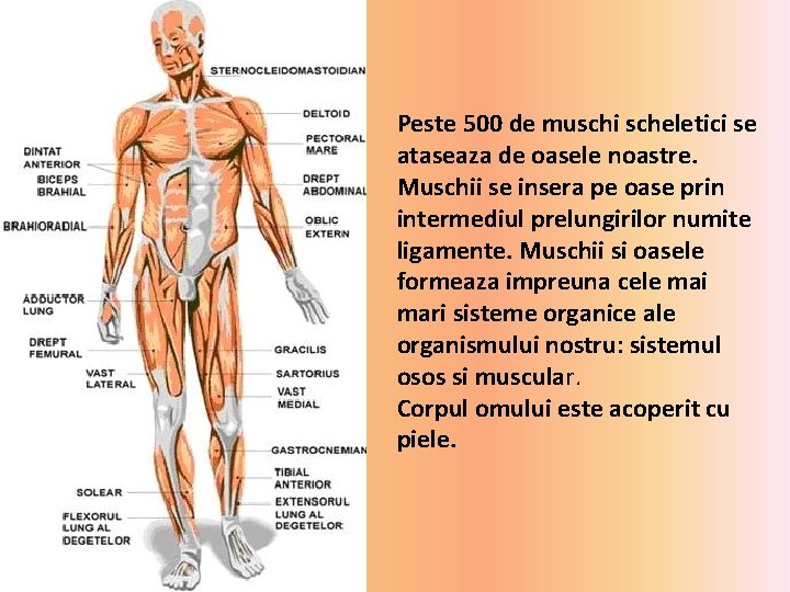 Peste 500 de muschi scheletici se ataseaza de oasele noastre. Muschii se insera pe