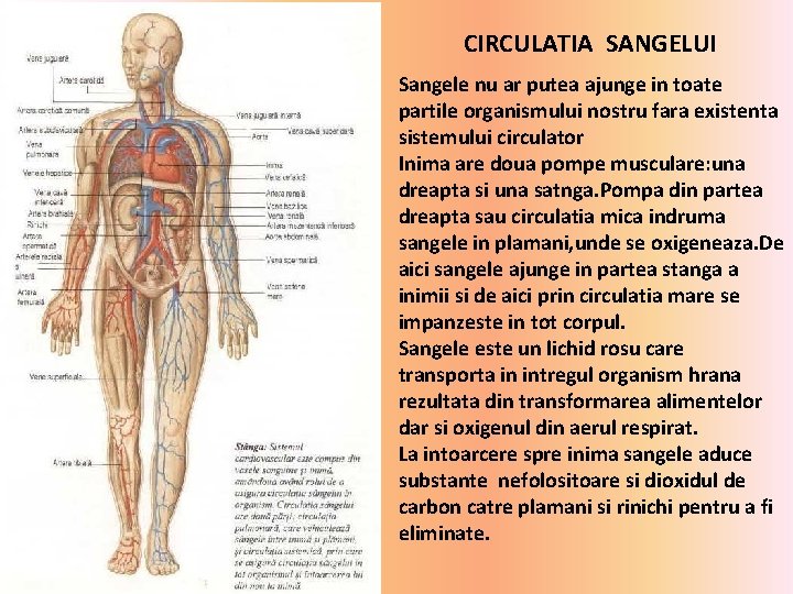CIRCULATIA SANGELUI Sangele nu ar putea ajunge in toate partile organismului nostru fara existenta