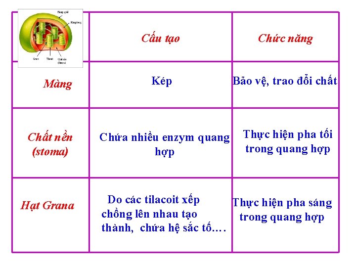 Các bộ phận của lục lạp Màng Chất nền (stoma) Hạt Grana Cấu tạo Các bộ phận của lục lạp Màng Chất nền (stoma) Hạt Grana Cấu tạo