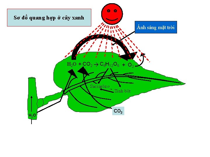 Sơ đồ quang hợp ở cây xanh Ánh sáng mặt trời H 2 O Sơ đồ quang hợp ở cây xanh Ánh sáng mặt trời H 2 O