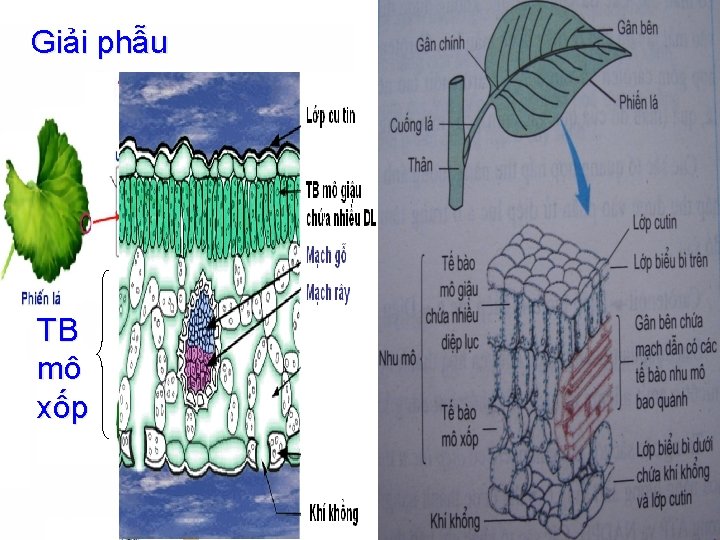 Giải phẫu TB mô xốp Giải phẫu TB mô xốp