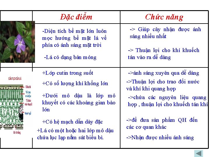 Đặc điểm Hình thái Cấu tạo giải phẩu -Diện tích bề mặt lớn luôn Đặc điểm Hình thái Cấu tạo giải phẩu -Diện tích bề mặt lớn luôn