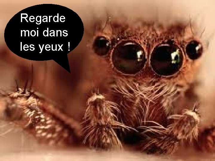 Regarde moi dans les yeux ! 