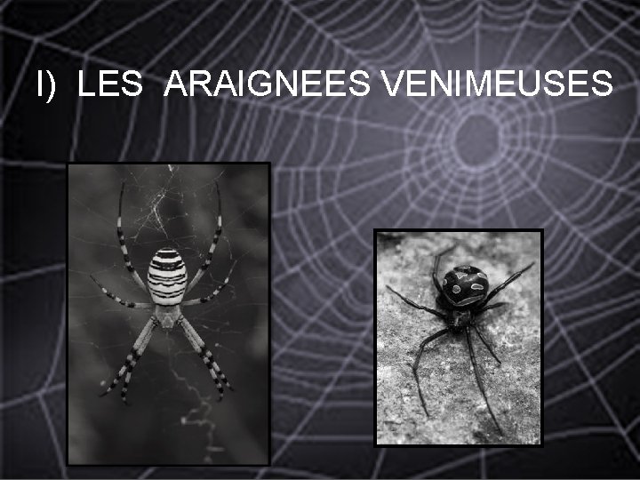  I) LES ARAIGNEES VENIMEUSES 