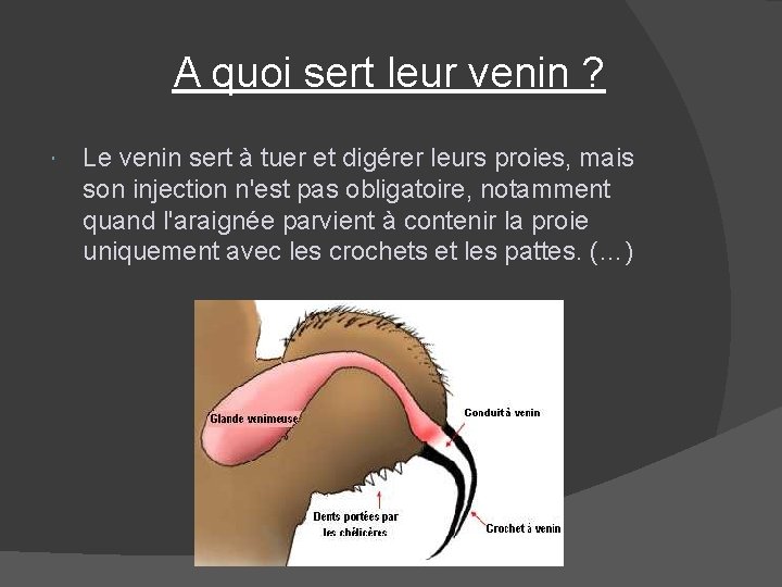  A quoi sert leur venin ? Le venin sert à tuer et digérer