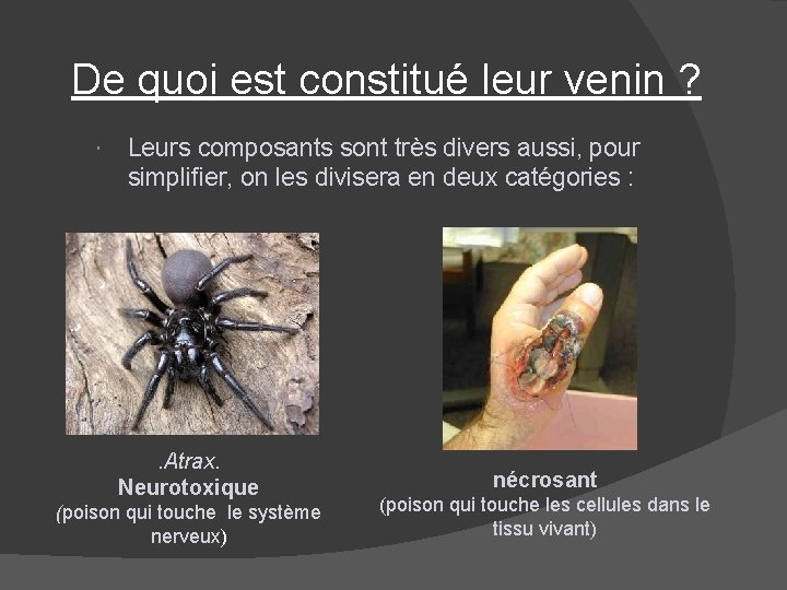 De quoi est constitué leur venin ? Leurs composants sont très divers aussi, pour