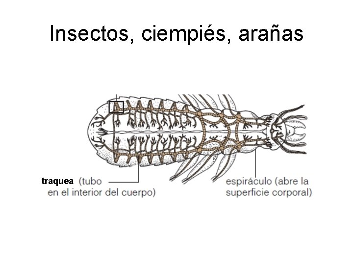 Insectos, ciempiés, arañas traquea Insectos, ciempiés, arañas traquea