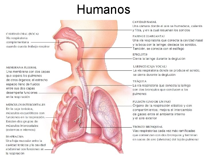 Humanos Humanos