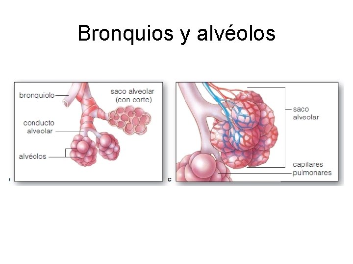 Bronquios y alvéolos Bronquios y alvéolos