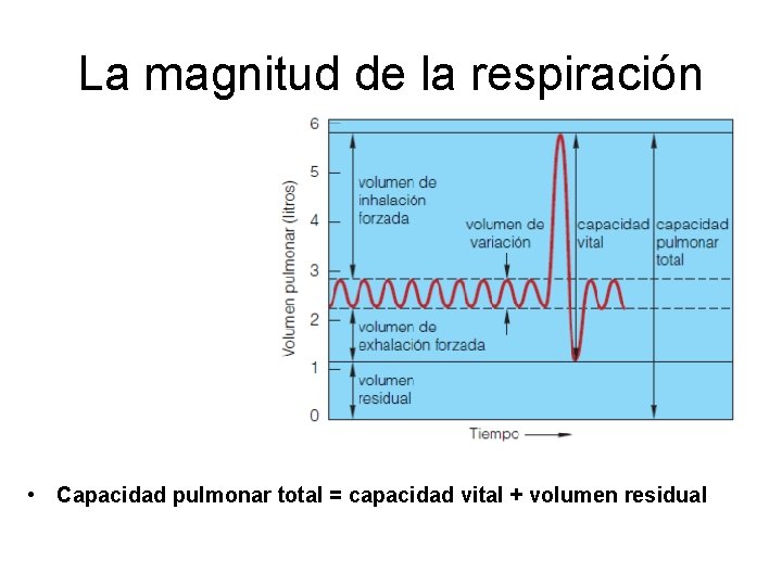 La magnitud de la respiración • Capacidad pulmonar total = capacidad vital + volumen La magnitud de la respiración • Capacidad pulmonar total = capacidad vital + volumen