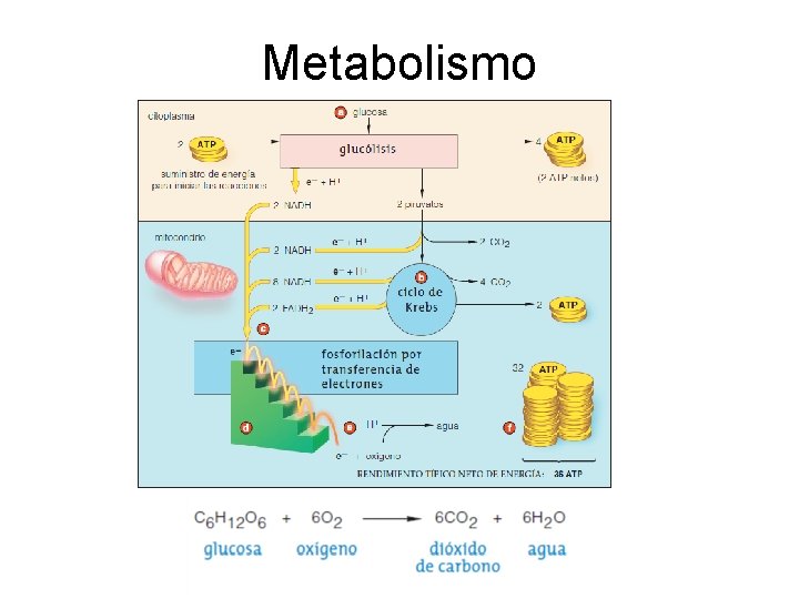 Metabolismo Metabolismo
