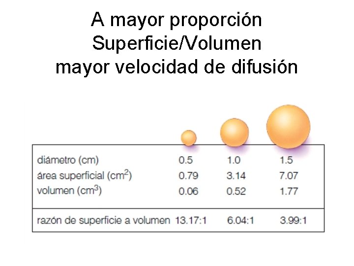 A mayor proporción Superficie/Volumen mayor velocidad de difusión A mayor proporción Superficie/Volumen mayor velocidad de difusión