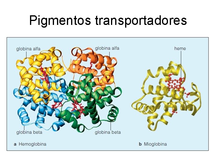 Pigmentos transportadores Pigmentos transportadores